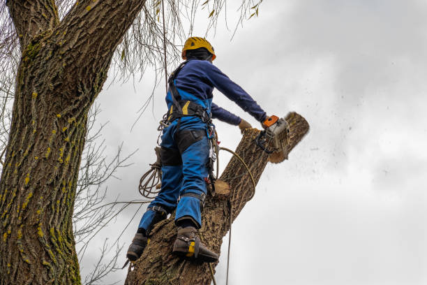 Best Best Tree Removal Services  in Puget Island, WA